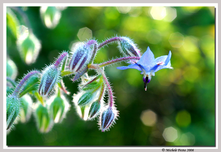 Borago officinalis / Borragine comune